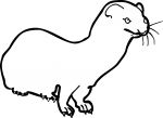 Weasel freehand drawings