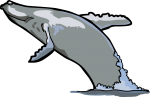 Whale freehand drawings