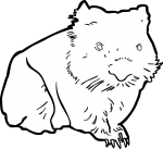 Wombat freehand drawings