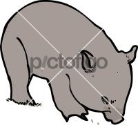 WombatFreehand Image