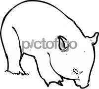 Wombat