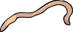 Worm