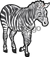 Zebra