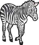 Zebra freehand drawings