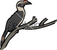 Luzon Hornbill