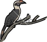 Luzon HornbillFreehand Image