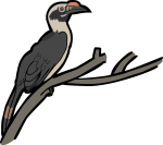 Luzon Hornbill freehand drawings
