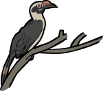 Luzon Hornbill