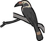 Luzon Hornbill