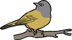 MacGillivrays Warbler