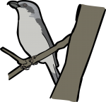 Mackinnons Shrike