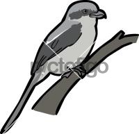 Mackinnons Shrike