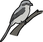 Mackinnons Shrike freehand drawings