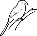 Mackinnons Shrike freehand drawings