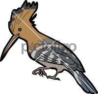 Madagascar Hoopoe