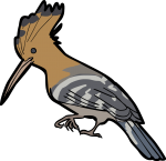 Madagascar Hoopoe freehand drawings