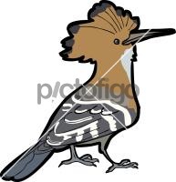 Madagascar Hoopoe