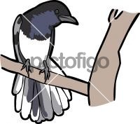 Madagascar Magpie RobinFreehand Image