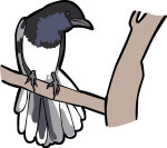 Madagascar Magpie Robin