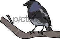 Madagascar Magpie RobinFreehand Image