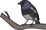 Madagascar Magpie Robin freehand drawings