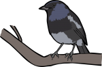 Madagascar Magpie Robin