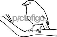 Madagascar Magpie RobinFreehand Image