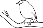 Madagascar Magpie Robin freehand drawings