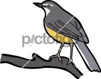 Madagascar Wagtail