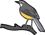 Madagascar Wagtail