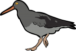 Magellanic Oystercatcher