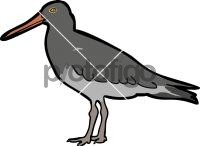 Magellanic Oystercatcher