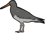 Magellanic Oystercatcher