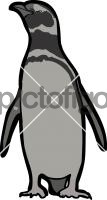 Magellanic PenguinFreehand Image