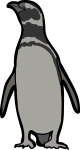 Magellanic Penguin