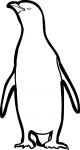 Magellanic Penguin