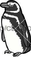 Magellanic Penguin