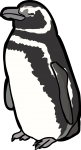 Magellanic Penguin