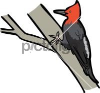 Magellanic WoodpeckerFreehand Image