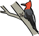 Magellanic Woodpecker freehand drawings