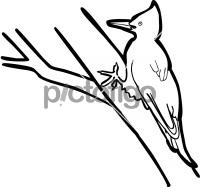 Magellanic WoodpeckerFreehand Image