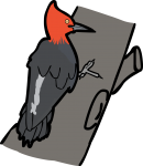 Magellanic Woodpecker freehand drawings