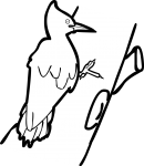 Magellanic Woodpecker freehand drawings