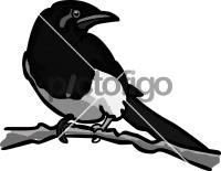 Magpie