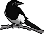 Magpie