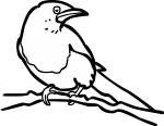 Magpie