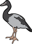 Magpie Goose