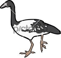 Magpie Goose