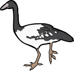 Magpie Goose freehand drawings