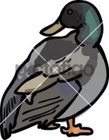 MallardFreehand Image